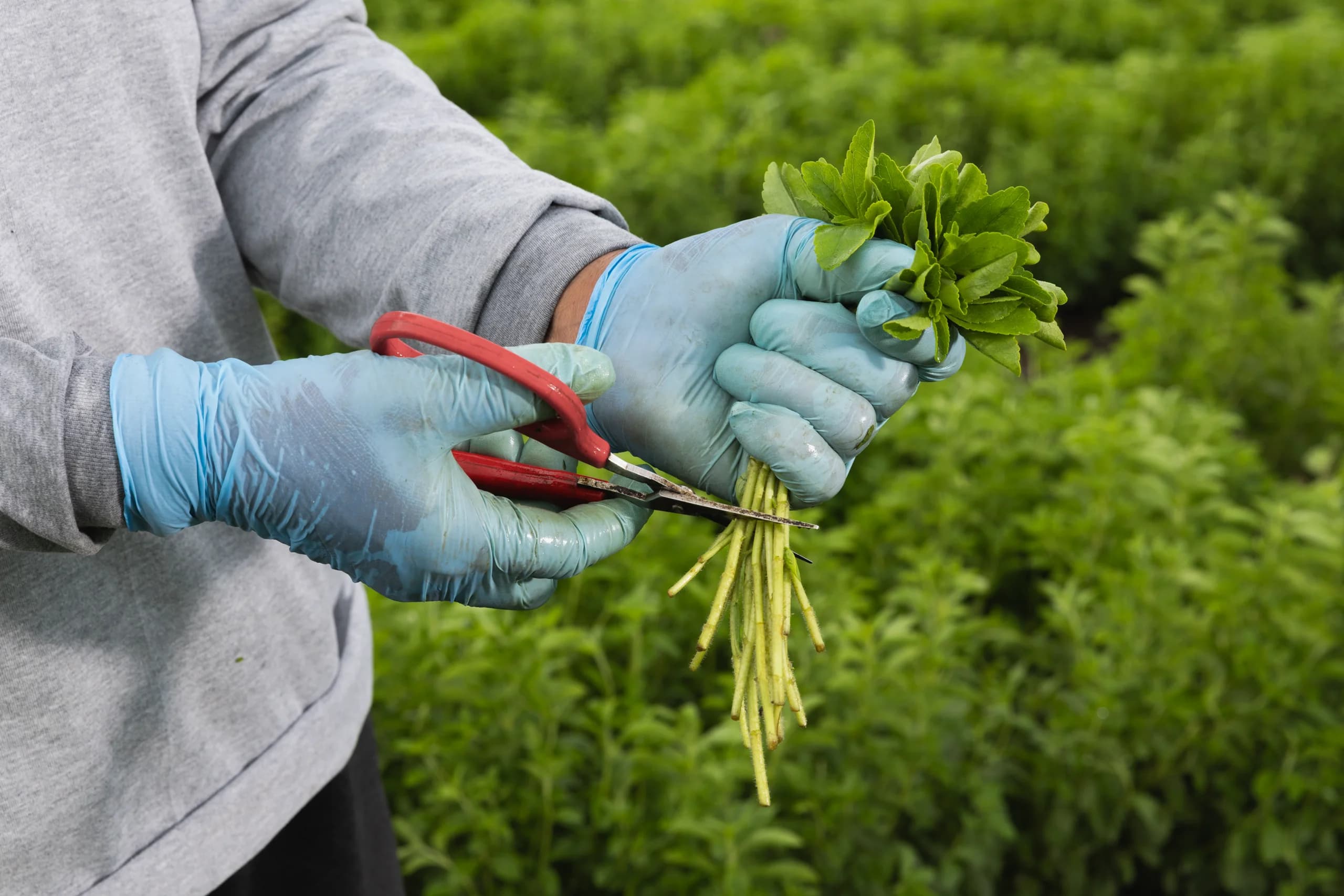 Mapping Yume™ M Stevia Sweetener to Today’s Megatrends