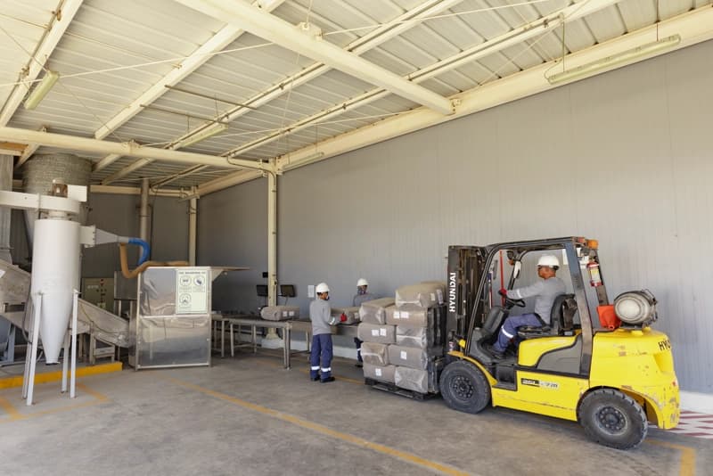 Dried stevia leaves are brought from the fields to the extraction facility in Paita.