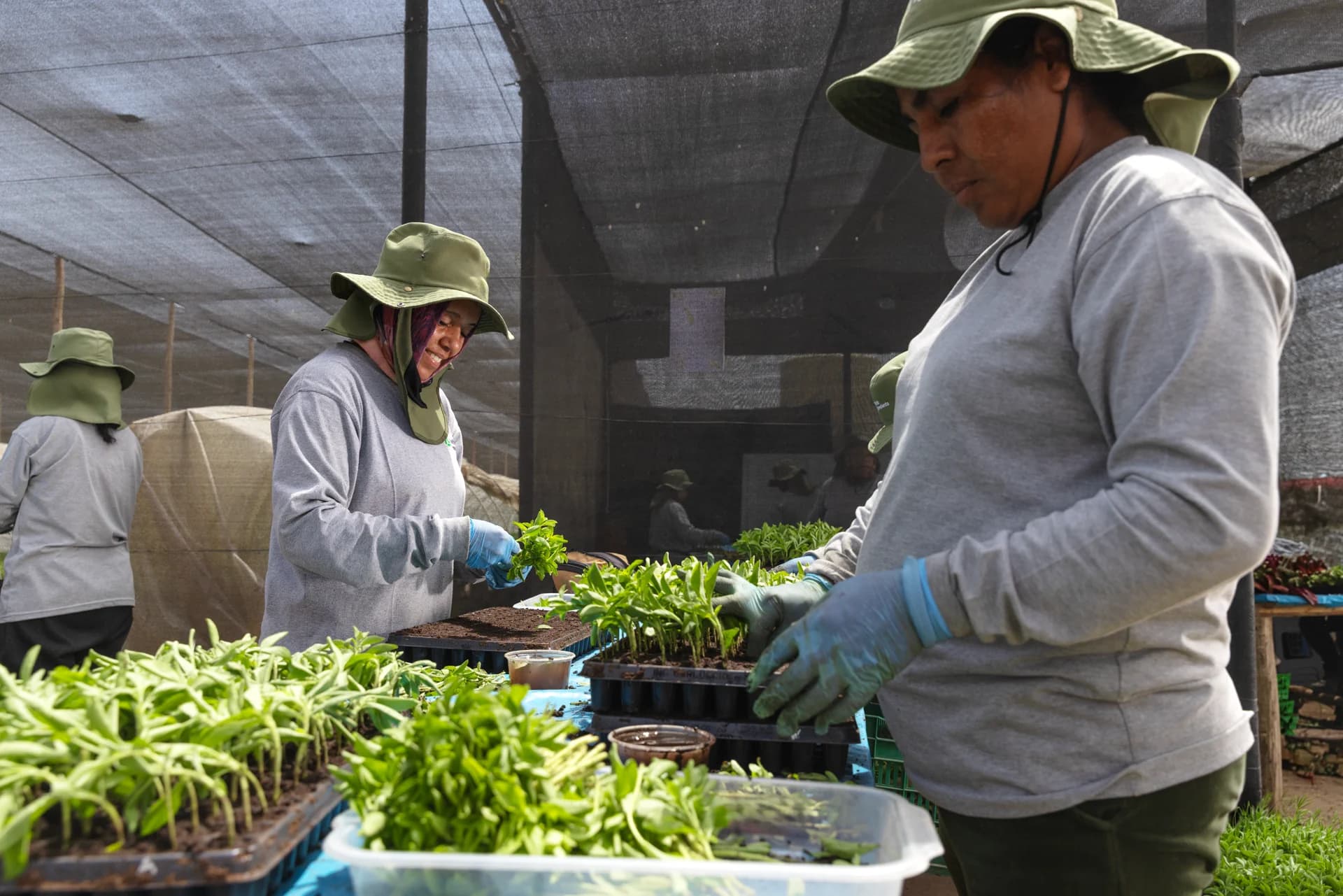 Manus employees place stevia plantlets in trays for nursery cultivation.