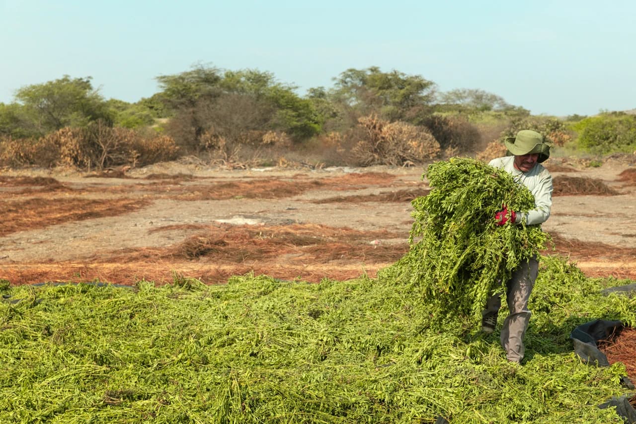 Stevia leaves are laid out to dry before separation and baling take place.