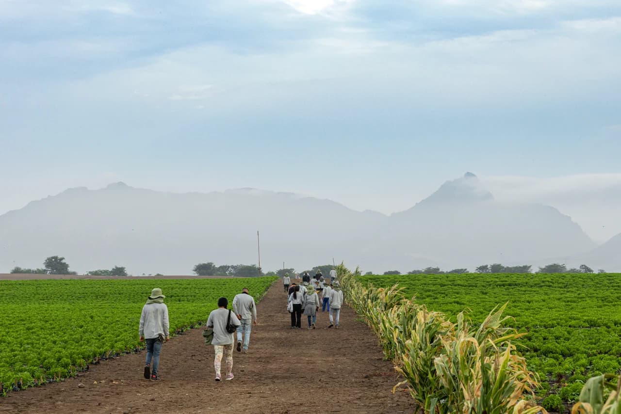 Employees make their way through the stevia fields in preparation for the harvest.