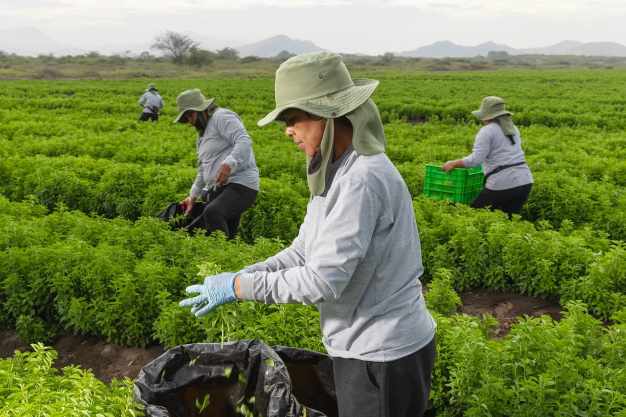 Harvesting of stevia plants at the Mocupe mother field in Peru.