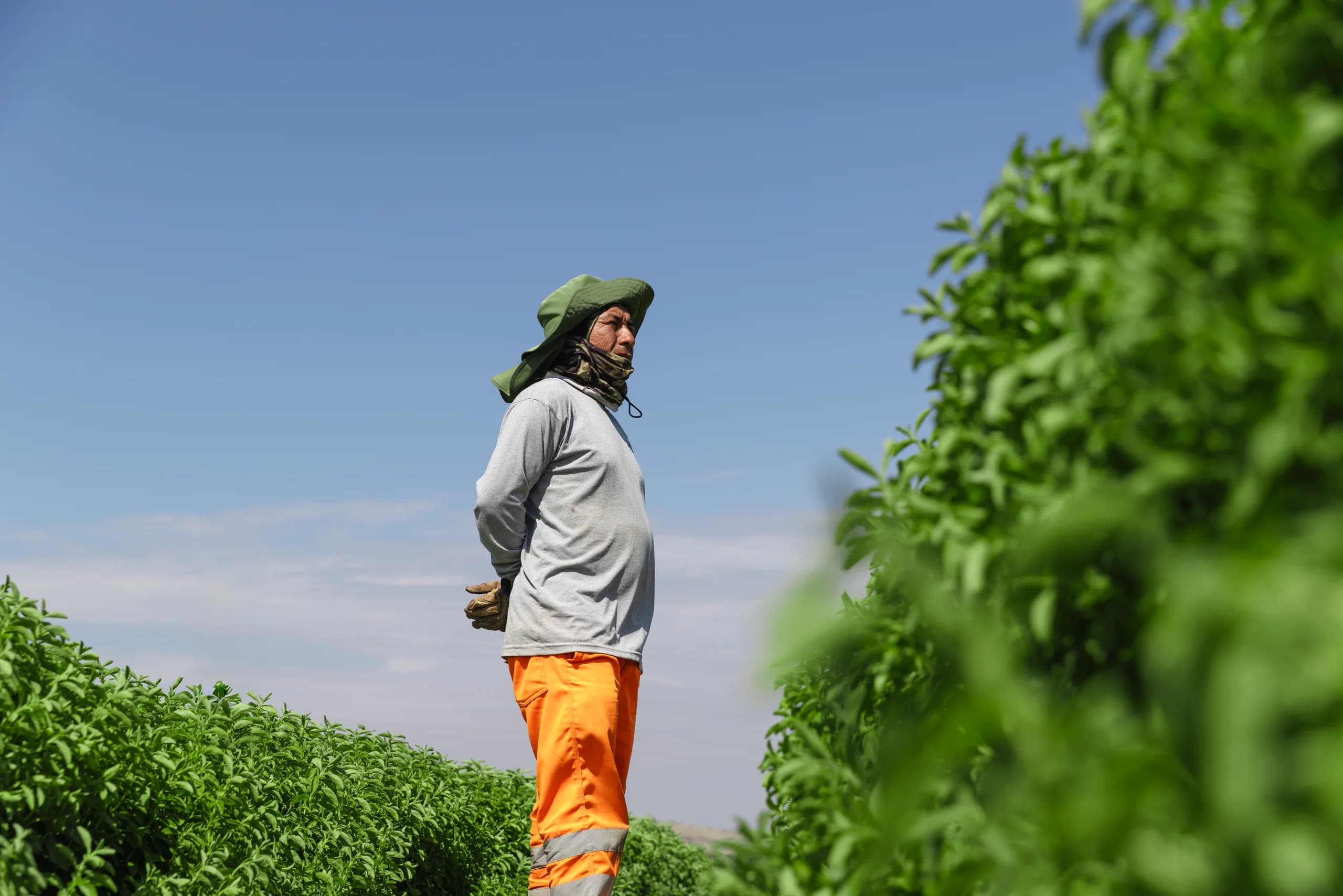 An employee monitors stevia fields in Peru during the harvest cycle.