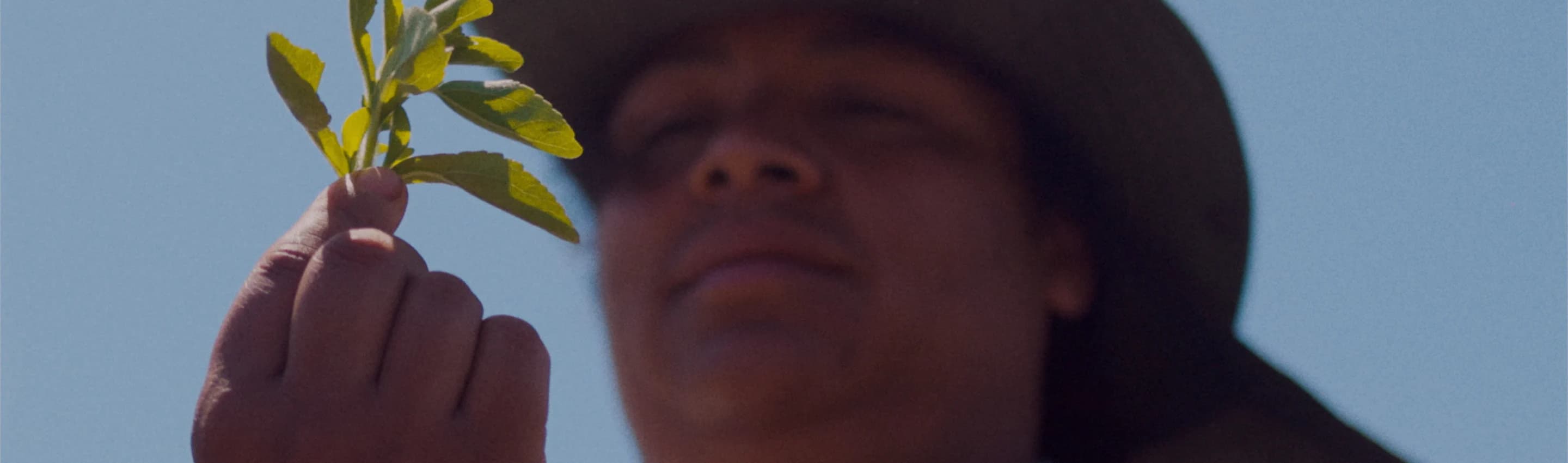 Worker holding a stevia leaf