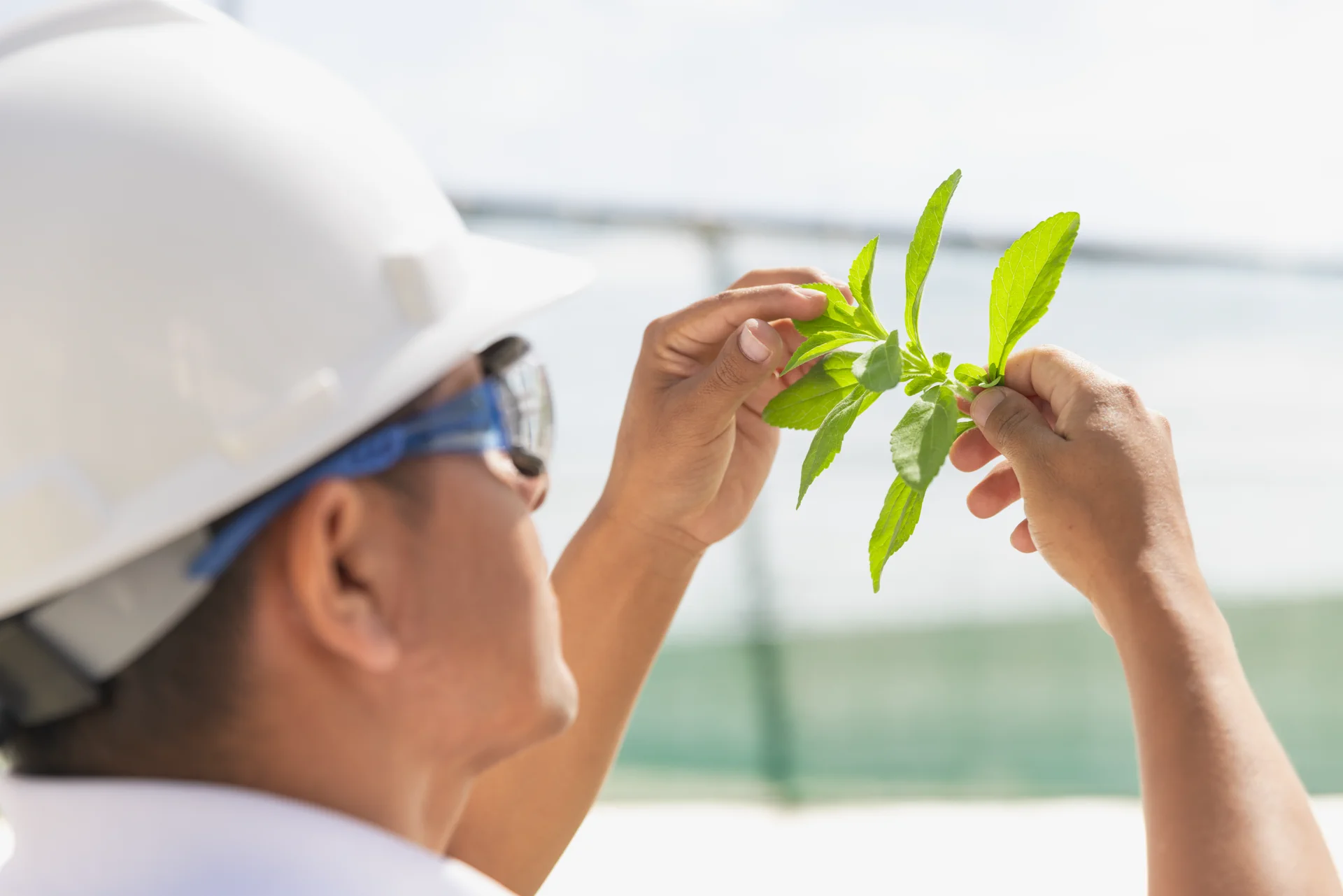 An employee inspects stevia leaves at Manus' Paita site in Peru.